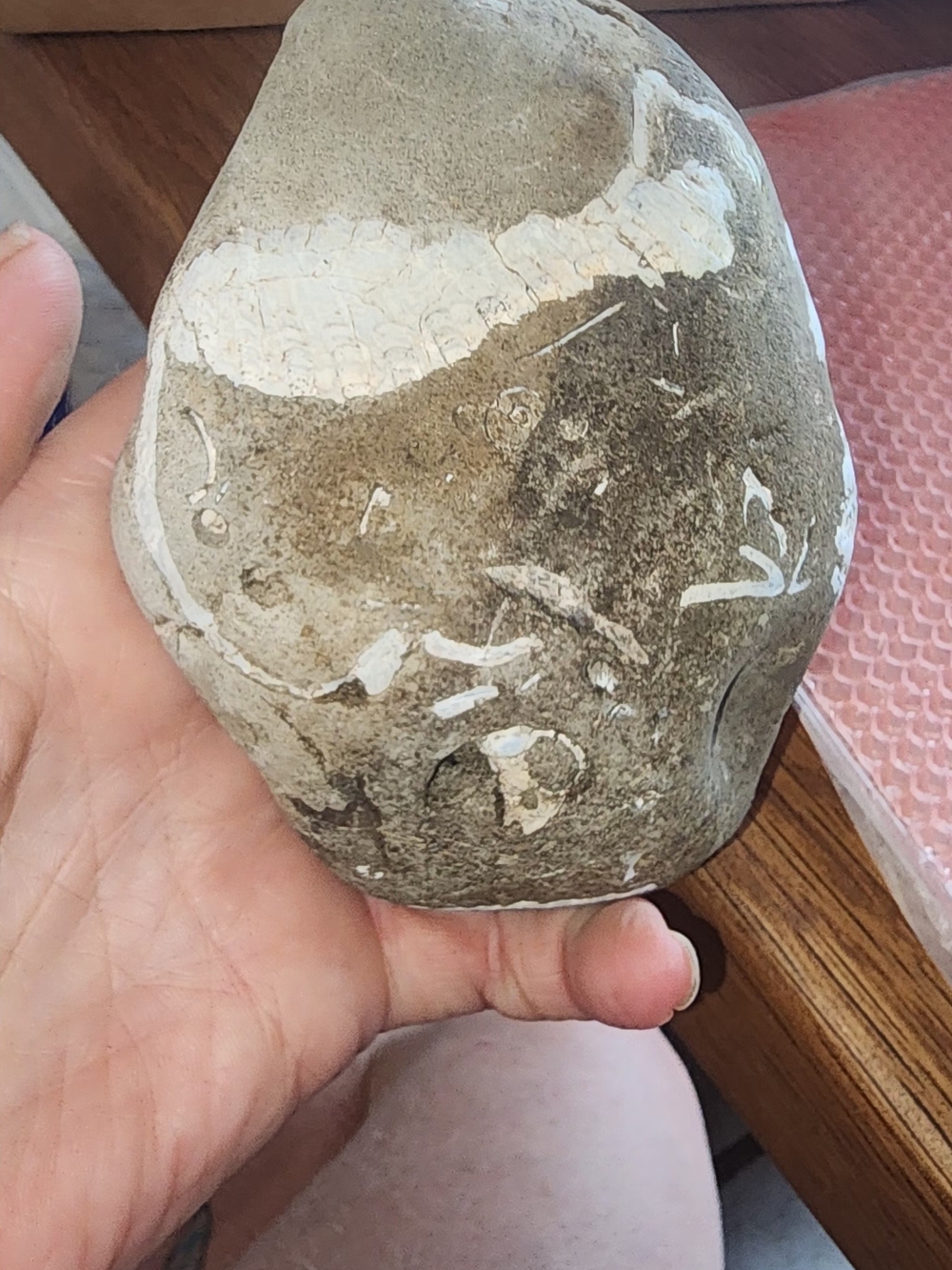 Hag Stone With Fossilized Shells In It - Picture 3 of 6